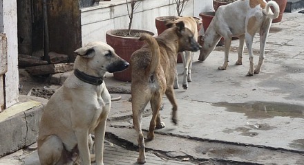 انتشار الكلاب الضالة امام مدخل جبل نيبو السياحي بمادبا 
