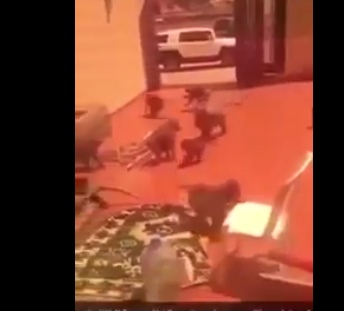 فيديو مضحك ..  مجموعة قرود تسطو على منزل مواطن وتسلب محتوياته في السعودية