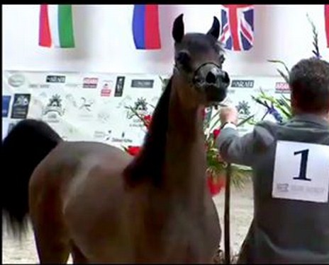 المهرة "ميمي" الاردنية تبهر العالم بجمالها و تنال ذهبية في بطولة كأس الأمم للجمال 