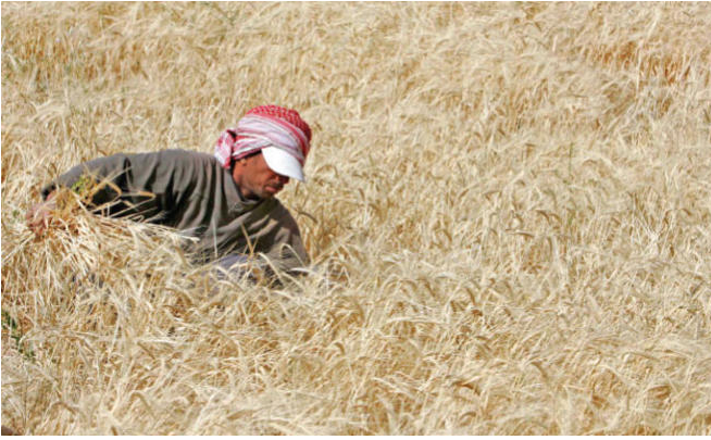 الحكومة تطرح مناقصة شراء 120 ألف طن شعيرا