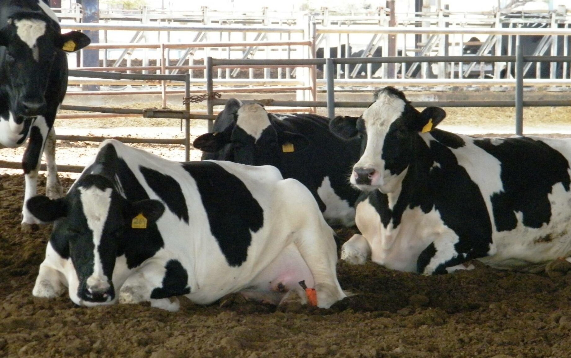 "الزراعة": الحمى القلاعية لا تسبب نفوق الأبقار