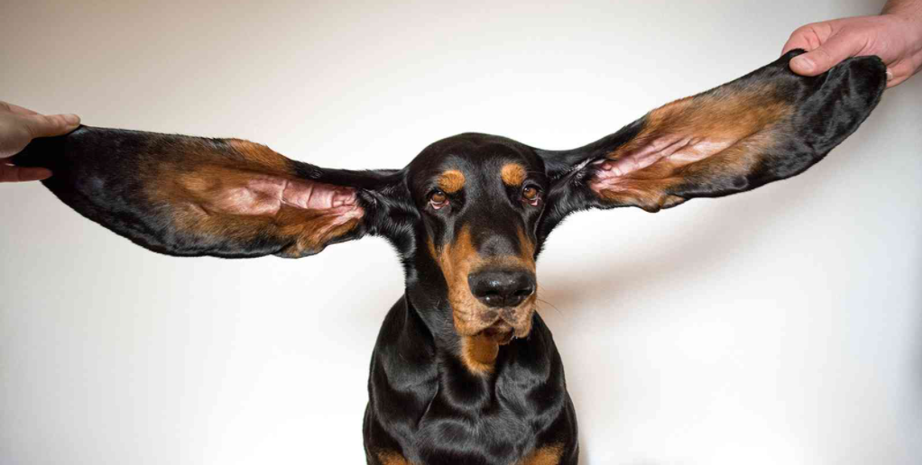 كلب يدخل موسوعة غينيس بأطول أذنين في العالم