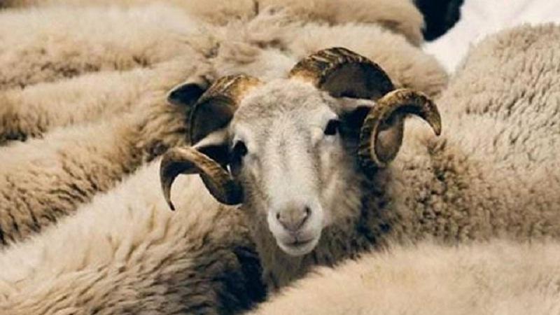 ما حكم تصوير الأضحية عند الذبح ونشرها للعامة ؟