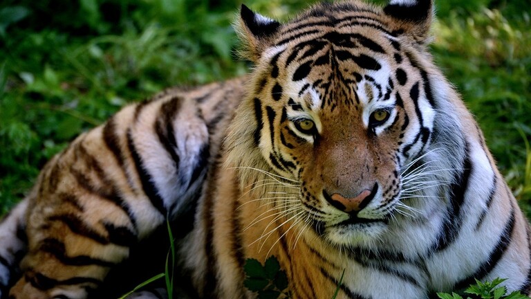 فيديو يكشف كشف سر صورة نمر آمور الأكثر شهرة في العالم