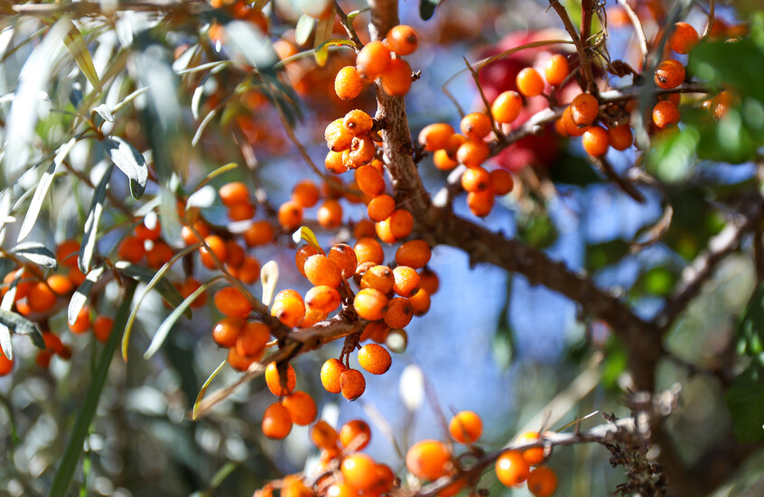 "المعجزة السيبيرية" ..  ثمرة صغيرة تحارب 3 أمراض قاتلة وتكافح التجاعيد