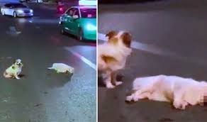بالفيديو  ..  كلبٌ يقف إلى جانب صديقه 3 ساعات بعدما دهسته سيارة! 