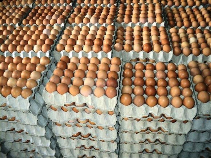 الزراعة: الأردن يصدر 211 مليون بيضة خلال 6 أشهر