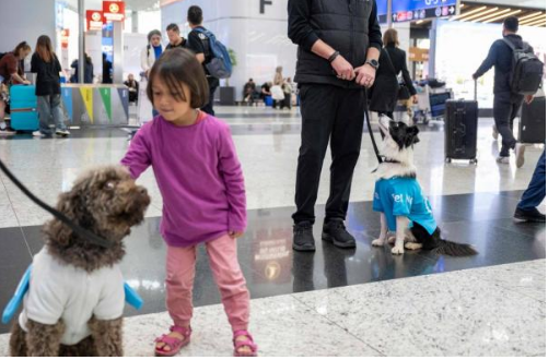 5 كلاب في مطار إسطنبول للترويح عن المسافرين
