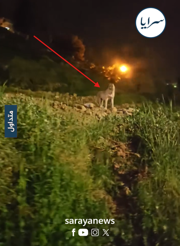 "حتى الكلب مصدوم وبدور عليه" ..  فيديو متداول من الكرك يتحول إلى موجة سخرية - فيديو 