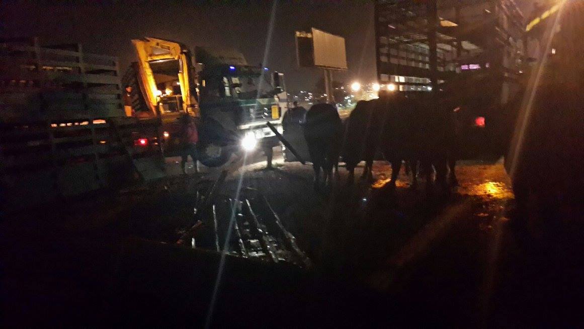 اليادودة : تدهور شاحنة مُحملة بـ 'عجول' والسائق يسارع بذبحها