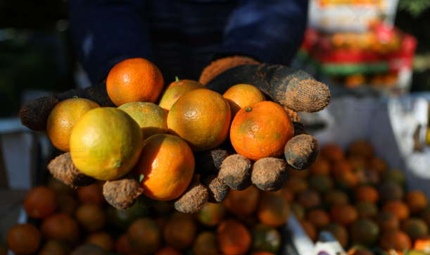 ببسبب كميات "الحواش" الكبيرة ..  نصائح مهمة لمزارعي الكلمنتينا في الأردن
