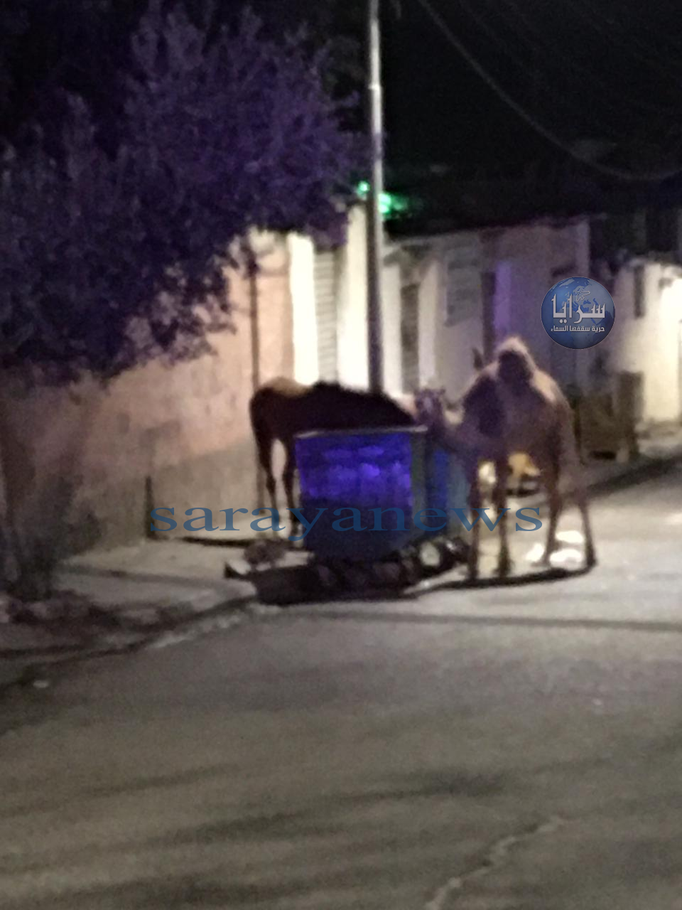 بالصور ..  في مشهد غير مألوف ..  جمل و حصان يبحثان عن الطعام في حاويات القمامة بإحدى شوارع العقبة خلال فترة الحظر