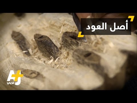 بالفيديو.. لن تصدقوا كيف تُصنع عطور العود!