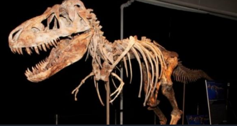 الصين: اكتشاف حفرية ديناصور عمرها 200 مليون سنة