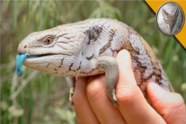 حماية خاصة لسحالي أسترالية زرقاء اللسان