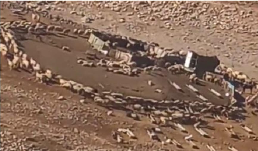طبيب بيطري يكشف لـ"سرايا" حل اللغز المخيف لدوران قطيع من الأغنام حول بعضهم بشكل دائري في الأردن  