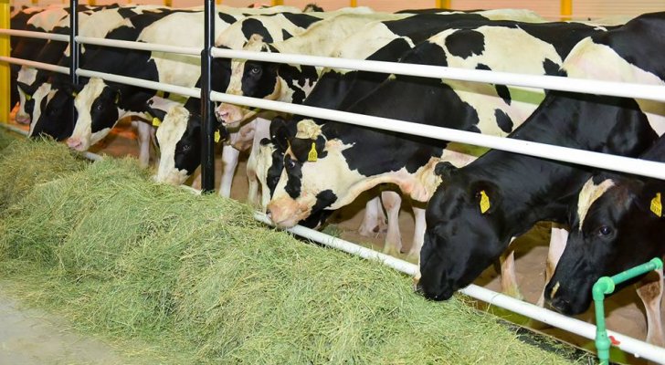 جمعية مربي الأبقار لـ"سرايا": فتح باب استيراد الأبقار لتعويض نفوقها بسبب الحمى القلاعية
