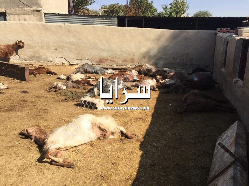 بالصور ..  كلاب ضالة تقتل (40) رأس اغنام بهجوم شرس على مزرعة في الهاشمية و خسائر بألاف الدنانير
