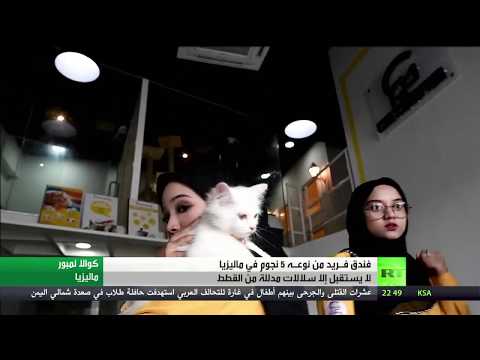 بالفيديو ..  انشاء فندق لسلالات القطط المدللة