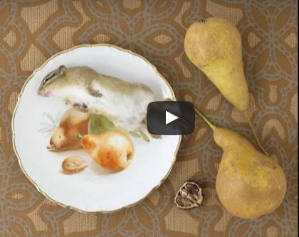 بالفيديو ..  فنانة أمريكية تصنع لوحاتها من الحيوانات الميتة وتضع الجثث فى ثلاجة الطعام