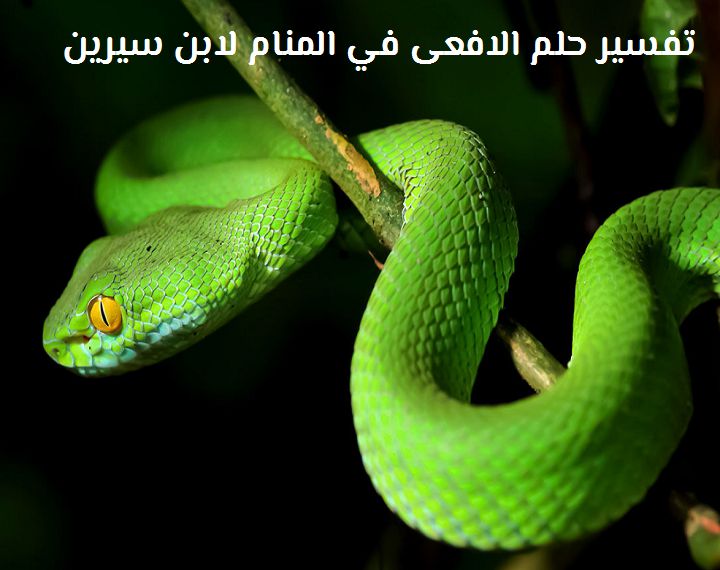 تفسير رؤية الأفعى بمختلف اللوانها في المنام لابن سيرين 