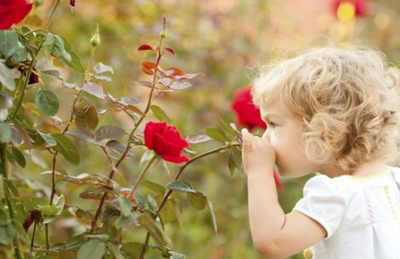 تفسير حلم شم الورد في المنام