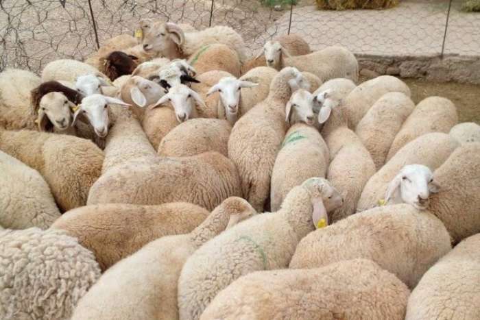 مطالبات بوقف ذبح إناث الأغنام وفرض رقابة صارمة على الملاحم - تفاصيل 