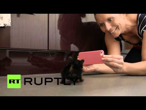 بالفيديو : أصغر كلب في العالم بحجم التلفون وينام في صحن