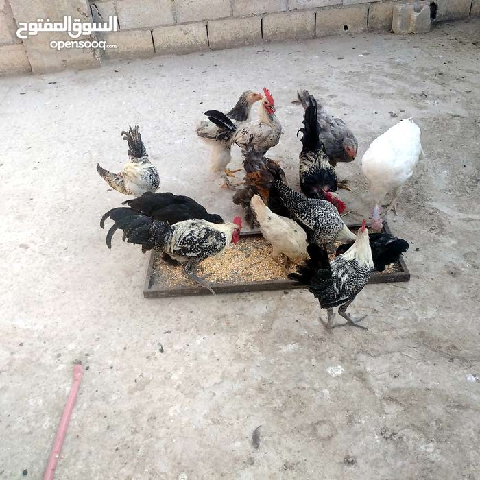 تفسير رؤية الدجاج في المنام