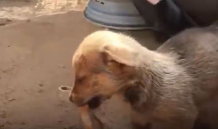 جروٌ وحيد يقدّم آخر قطعة من خبزه لمنقذه امتنانًا لإنقاذه  ..  فيديو
