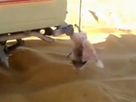 بالفيديو ..  شبان سعوديون يقتلون ثعلباً بطريقة بشعة