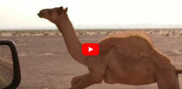 بالفيديو ..  ابل منتشره على الطرقات في وادي عربة  .. وغياب اصحابها يشكل خطرا على المركبات  