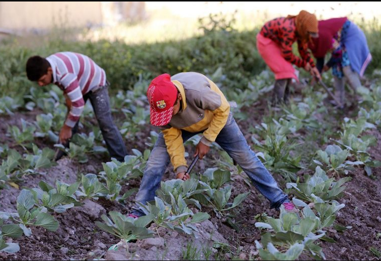ضبط 30 طفلا يعملون في القطاع الزراعي بشكل مخالف "للقانون" هذا العام