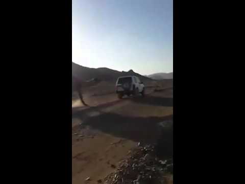 بالفيديو .. معاملة سيئة لـ جمل يعصي صاحبه
