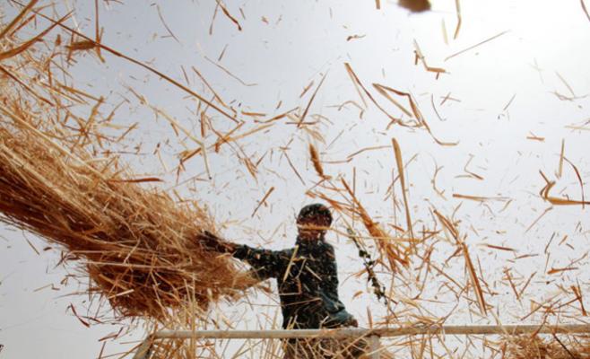 تأهيل شركة لمعاينة مستوردات القمح والشعير