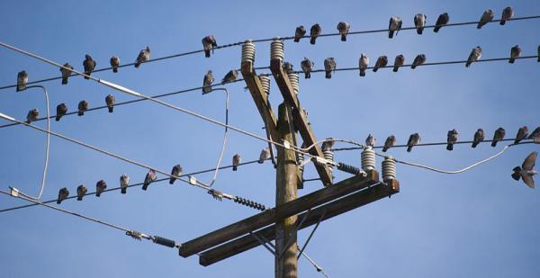 عزل 750 عمود كهرباء لحماية الطيور المهاجرة
