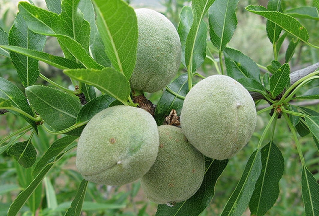 تفسير اللوز الاخضر في المنام