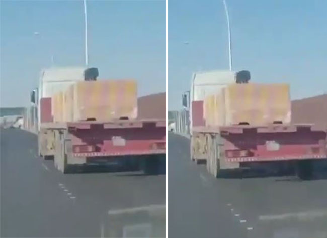 بالفيديو  ..  مخالفة جسيمة من قائد شاحنة عرض حياة الآخرين للخطر في السعودية