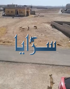 بالفيديو ..  مجموعات كلاب ضالة تحاصر أطفال ضاحية الملك عبدالله بالمفرق ..  والأهالي يستغيثون