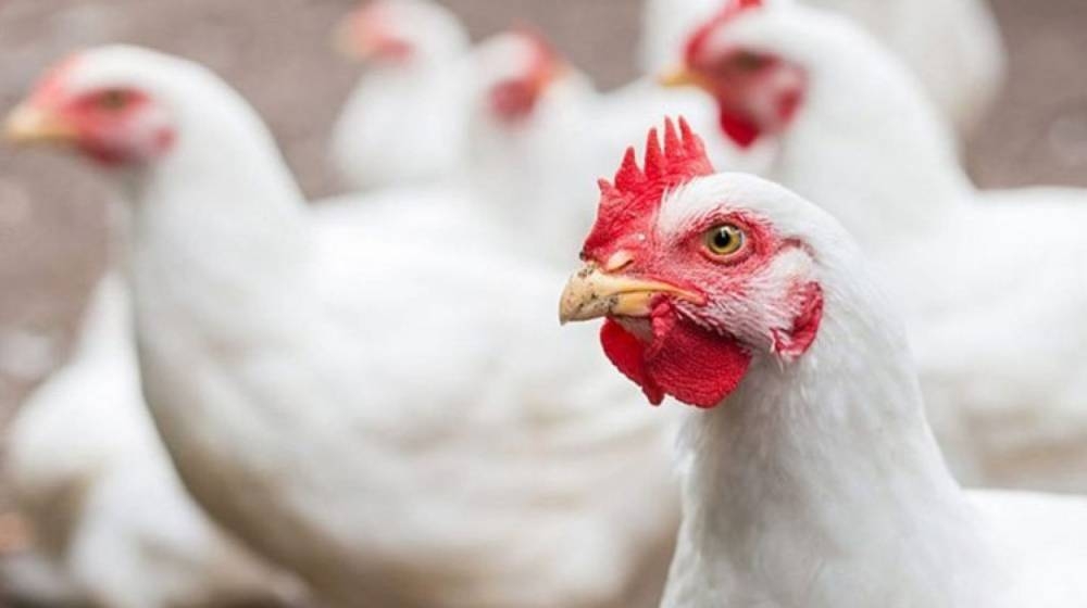 حماية المستهلك: ارتفاع أسعار الدجاج بنسبة 20%