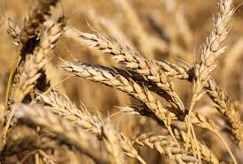 الحكومة: رصد 226 مليون دينار لدعم القمح والشعير