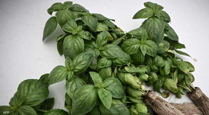 ورقة صغيرة ..  عشبة تحميك من السرطان وأمراض القلب