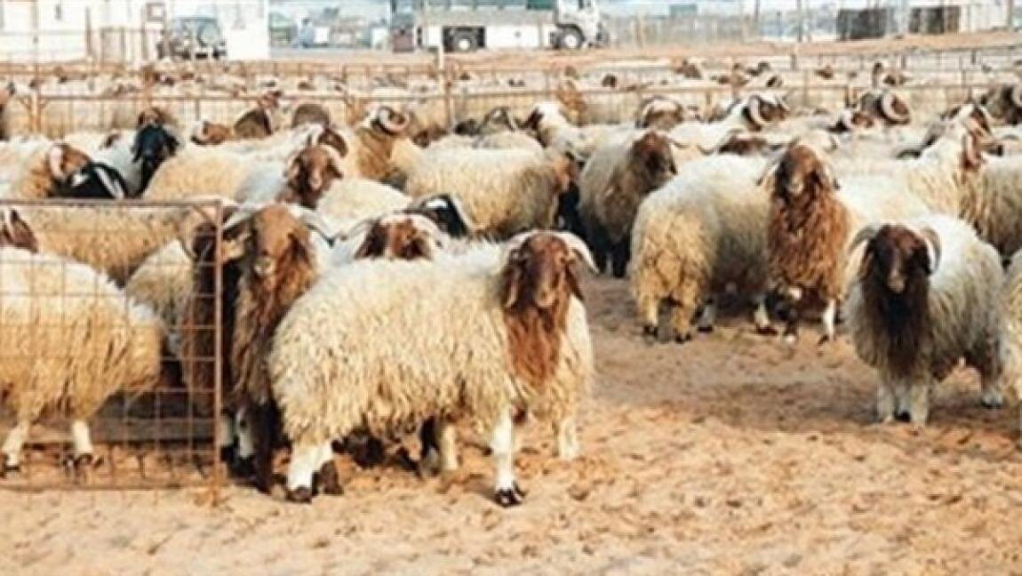 الأمانة تستعد لإعادة مواقع بيع الأضاحي على ما كانت عليه قبل العيد
