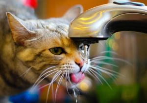 بالفيديو  ..  قطة تقلّد الإنسان وتشرب من مياه البراد