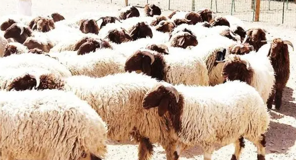 ما حكم بيع الأضاحي الموصوفة بصفات محددة والتوكيل بذبحها؟ ..  الإفتاء الأردنية تُجيب