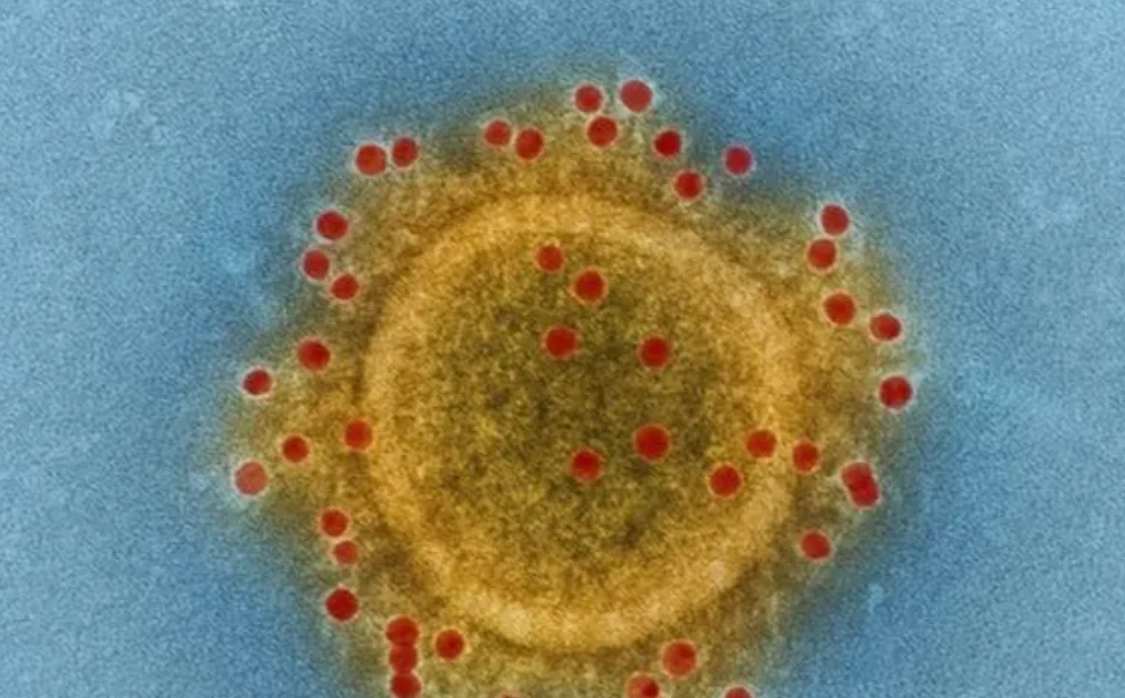 إصابة شخص بفيروس نادر في سلطنة عمان وتقرير يكشف تفاصيله