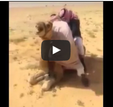 بالفيديو ..  سقوط مؤلم لـ"خليجي" من فوق جمل