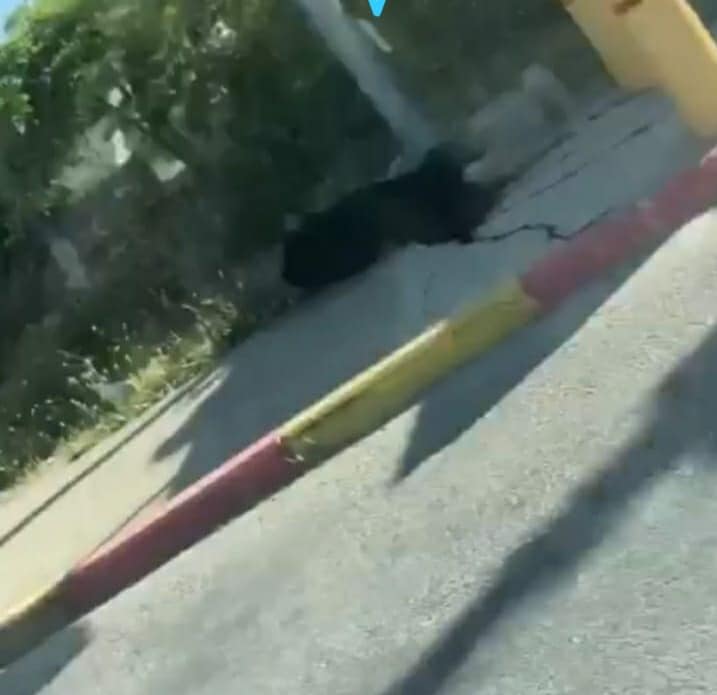 بالفيديو ..  الاحتلال يطلق النار على فلسطينية ويصيبها بجراح خطيرة بزعم محاولتها تنفيذ عملية طعن