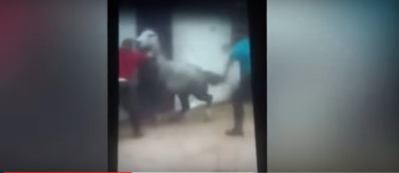 بالفيديو: فتاة تجلد حصانها بقسوة بعدما أسقطها عن ظهرة