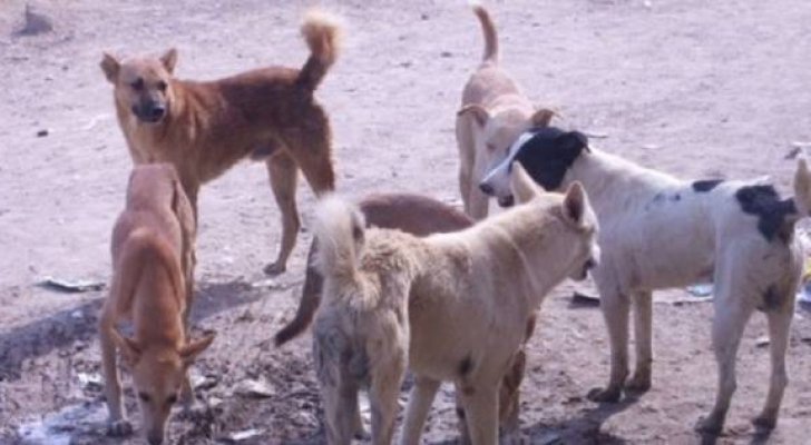 بالفيديو ..  كلاب ضالة بأعداد كبيرة في خالدية المفرق 